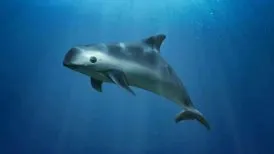 #MEXICO Ambientalistas piden solidaridad internacional para salvar la vaquita marina
