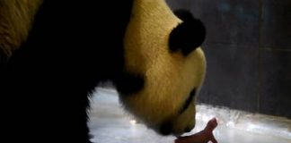 #CHINA Nacen Pandas gemelos en China