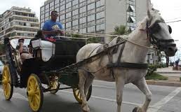 #VALPARAISO Reportajes: ¿Tracción animal o mecánica? Debate acerca de los coches victoria de Viña del Mar