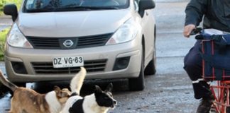 #ARICA Nuevo ordenanza de animales en la capital regional multará el maltrato animal