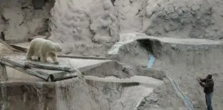 #ARGENTINA Muerte de Arturo, el oso polar más triste del mundo,genera polémica por la cautividad en los zoo
