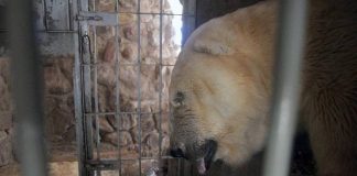 #ARGENTINA Fallece Arturo, el oso polar del Zoológico de Mendoza