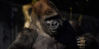 #MEXICO Investigarán muerte de Gorila Bantu como una violación a los derechos humanos