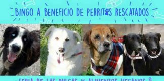 #SANTIAGO Harán bingo pro animal a favor de animales rescatados