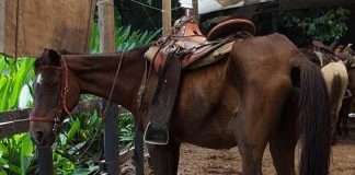 #COLOMBIA Suspendidas cabalgatas en Ecoparque El Gaitero tras denuncias de maltrato animal