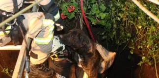 #OHIGGINS Rescatan a perro que cayó a un pozo de 12 metros en Navidad