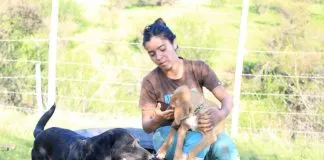 #ESTUDIO Los perros si recuerdan lo que hacen sus amos, afirma investigación