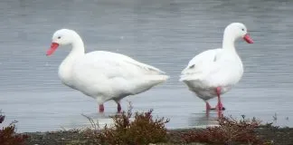 #VALPARAISO Poblaciones de aves acuáticas de la Reserva Nacional El Yali aumentan un 202%