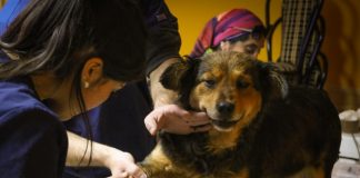 #LOSLAGOS Animales de Ensenada fueron esterilizadas en un nuevo operativo veterinario