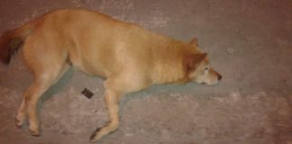 #AYSEN Bidema de la PDI investiga muerte de perros por envenenamiento en Cochrane