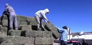 #TARAPACA Entregan fardos de forraje para animales tras las heladas en el altiplano