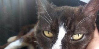 #FRANCIA Sus dueños no lo podían creer: Gata perdida en Londres reaparece 8 años después en París