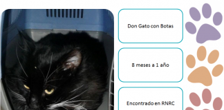#EPAdifunde La historia del Gato con Botas, rescatado de la Reserva Nacional Río Clarillo.