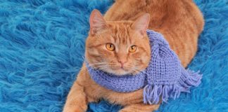 #MAGALLANES Persona que rescató a un gato de la calle es agredido, luego de contactarse con supuestos humanos del animal