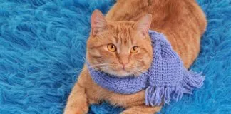 #MAGALLANES Persona que rescató a un gato de la calle es agredido, luego de contactarse con supuestos humanos del animal