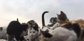 #PUNTOLEGAL Tribunal declara admisible querella presentada por la desaparición de una colonia de gatos ferales en #Macul