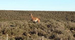 #MAGALLANES Autorizan caza de 500 guanacos en la comuna de Torres del Payne