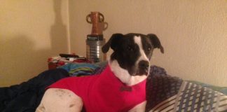 #EPAdifunde Florencia, la perrita que lleva un año luchando contra el cancer busca un nuevo hogar