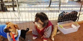 #ANTOFAGASTA El final feliz de “Mago”, el perrito de Calama que hacía gracias para pedir comida