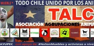 #MAULE Talca se hará presente en la Marcha Nacional en pro de los animales