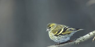 #ESPAÑA Cataluña no dará autorizaciones excepcionales para capturar pájaros de canto