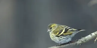#ESPAÑA Cataluña no dará autorizaciones excepcionales para capturar pájaros de canto
