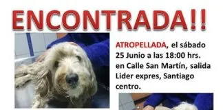 #EPAdifunde La historia de Mili, una perrita rescatada que busca un hogar definitivo