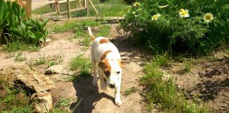 #SANTIAGO Aperra por los perros del Refugio Donde la Mery, comprando un número de rifa