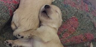 #EPAdifunde Cachorros buscan un hogar responsable en la comuna de San Bernardo