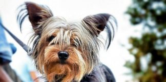 #COLOMBIA Médico mató a un perro a patadas por morder a su hijo en Bogotá