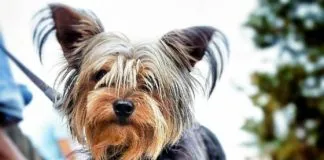 #COLOMBIA Médico mató a un perro a patadas por morder a su hijo en Bogotá