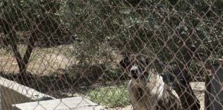 #OHIGGINS Denuncian desaparición de perro desde hogar temporal en Rancagua