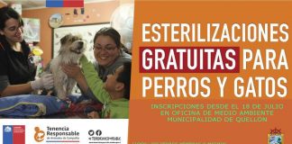 #LOSLAGOS Municipio de Quellón invita a personas y organizaciones sociales a inscribirse en operativos de esterilización gratuitos