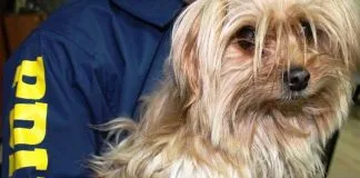 #BIOBIO Detienen a sujeto en Concepción por comprar perro robado