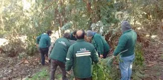 #OHIGGINS Preocupación en Machalí por avistamiento de un puma en las cercanías del Cerro San Juan