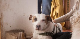 #EPAdifunde La desesperada búsqueda de Taco,un perro que se escapó de su hogar definitivo