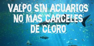 #VALPARAISO Fallece anguila en extrañas circunstancias días antes de la inauguración del Acuario en Estación Puerto