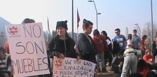 Animalistas marchan a lo largo del país por el día de la protección animal