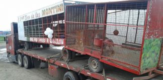 #BIOBIO Llegaron a destino Chitaro y Randu para iniciar su camino a la libertad