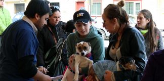 #LOSLAGOS Con una Expo Mascotas en Llanquihue informaron sobre tenencia responsable