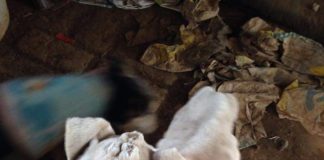 #BIOBIO Piden ayuda para la recuperación de Abelina, una perra abandonada en extremo estado de desnutrición