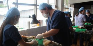 #LOSLAGOS En Ancud comenzará un masivo plan de esterilización de mascotas