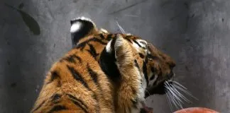#FRANCIA Animales salvajes en circos, no más en París a partir de 2020
