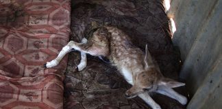 #PALESTINA ONG cierra «el peor zoo del mundo» y rescata a los 15 animales que aún vivían en él