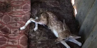#PALESTINA ONG cierra «el peor zoo del mundo» y rescata a los 15 animales que aún vivían en él