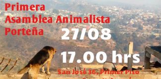 #VALPARAISO Animalistas porteños se reúnen en Asamblea para tratar Ordenanza Municipal
