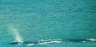 #VALPARAISO Una ballena y su cría fueron captadas en las costas de San Antonio