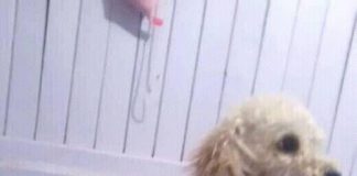 #BIOBIO La historia de Beethoven, un perro que pese a sus limitaciones sueña con vivir