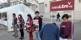 #BIOBIO Activistas pro animal promovieron el veganismo en las calles de Chillán