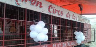 #SANTIAGO Los dos últimos animales en un circo chileno emprendieron el viaje hacia una reserva natural